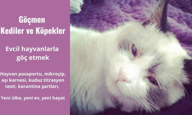 Göçmen Kediler Ve Köpekler