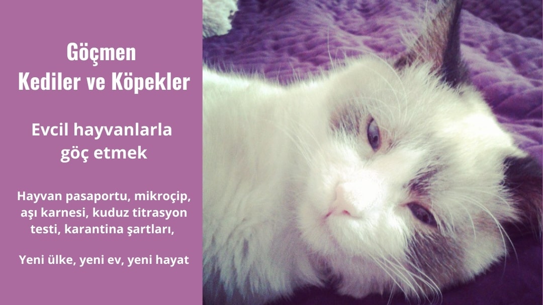 Göçmen Kediler Ve Köpekler