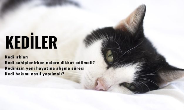 Kediler