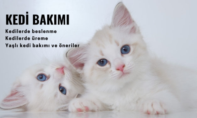 Kedi Bakımı