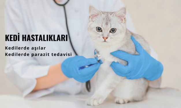 Kedi Hastalıkları