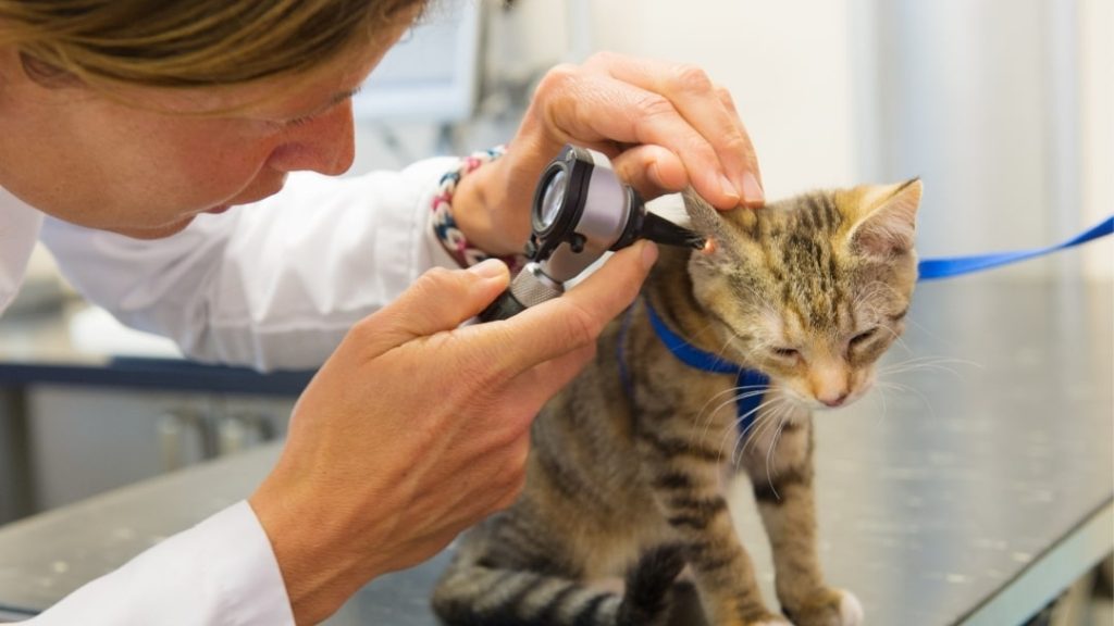 Kedi hastalıkları ve Aşılar Kadınsal Mevzular kadın